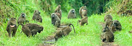 BaboonTroop