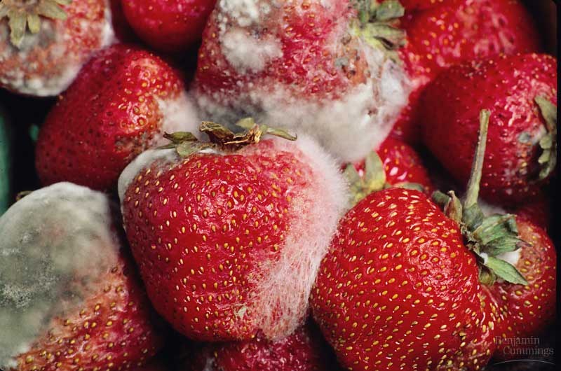 strawberries and mold