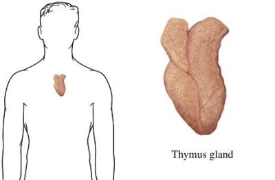 thymus