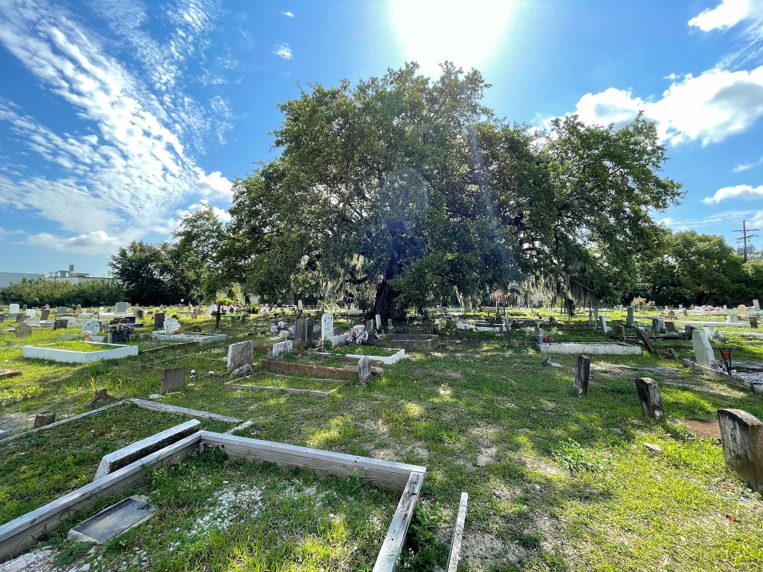 Graves at cemetary with giant old tree