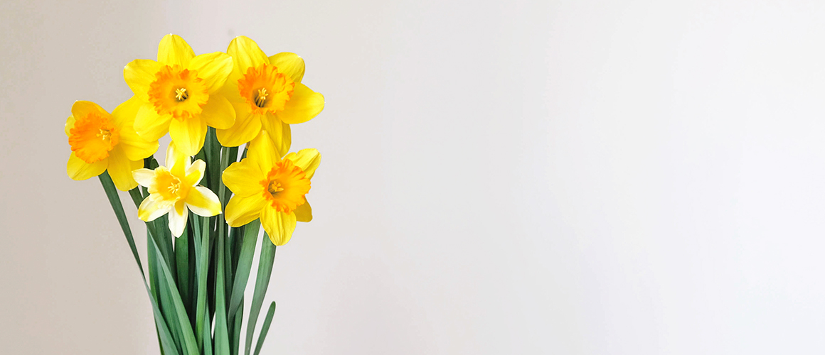 A small bouquet of yellow daffodil flowers against a white background
