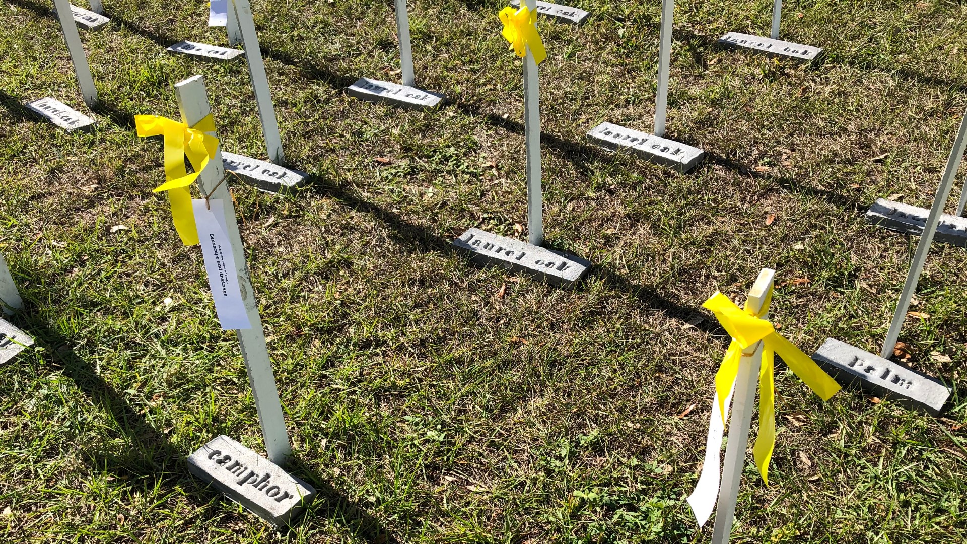 White wooden crosses with a yellow ribbon are placed in the grass. Each one has a label featuring the type of tree that was cut down.