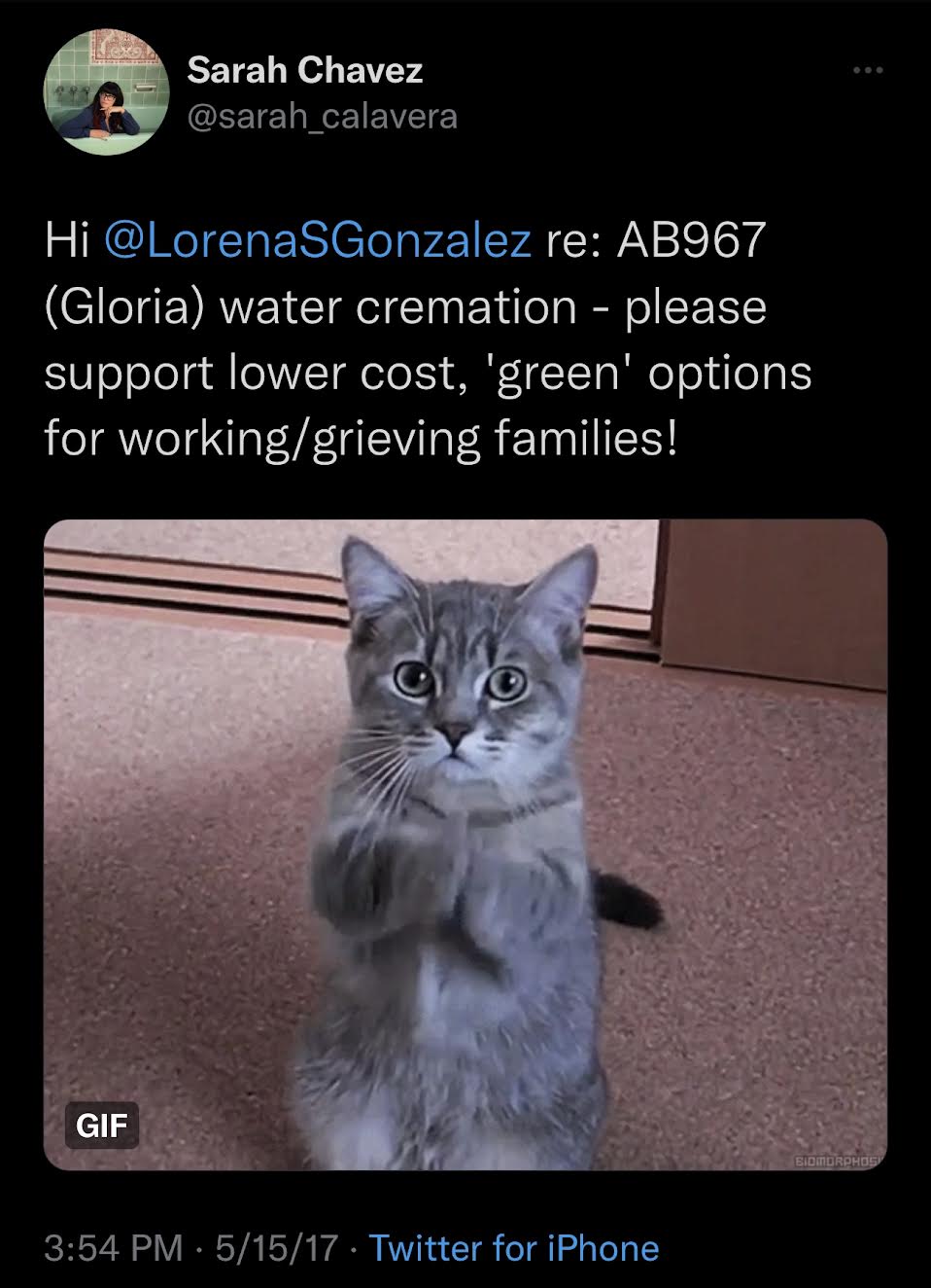 Tweet from Sarah Chavez @LorenaGonzalez re:AB967 (Gloria) water cremation- please support lower cost, ‘green’ options for working/grieving families.” With attached .gif where a grey kitten that appears to be holding its paws up in prayer