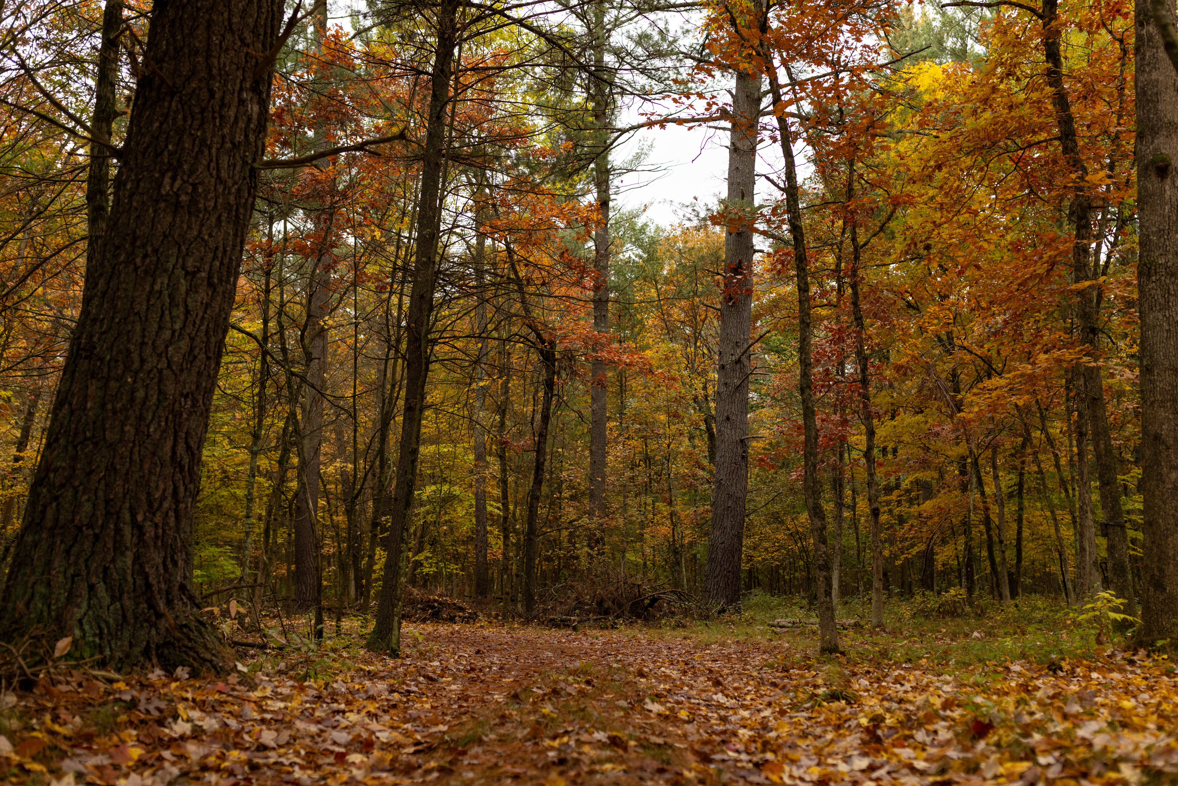 photo of the burial forest in fall