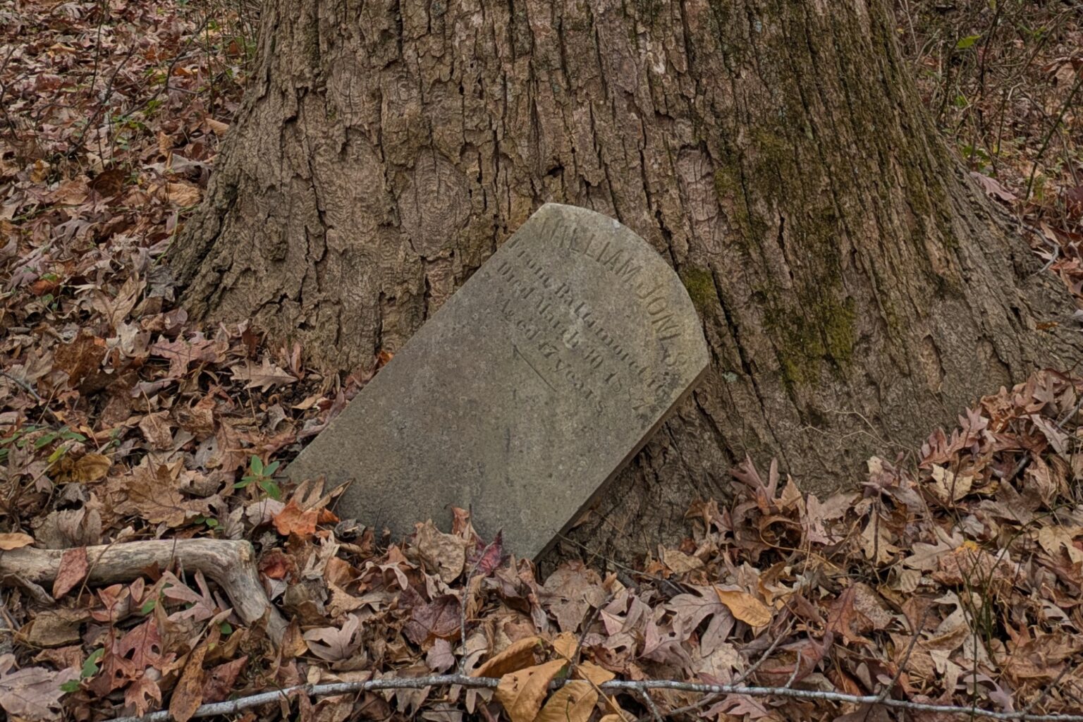 Photo of a grave marker that has fallen over and leaning on a tree, partially covered by dead leaves